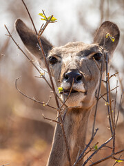 Canvas Print - Kudu