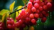  a bunch of red berries hanging from a tree with water droplets on them.  generative ai