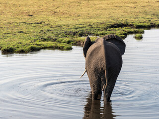 Canvas Print - Elefant