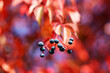 Czerwone barwy jesieni liście bluszczu. 