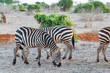 Zebraherde in der Landschaft Kenia