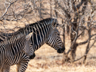 Wall Mural - Zebra