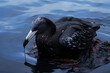 An oil spill on the ocean surface with a seabird drenched in the thick black substance.