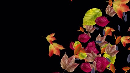 Wall Mural - Colorful Fall Leaves - Various Forest Trees - Windy Transition - Realistic 3D Transition animation with alpha channel on transparent background