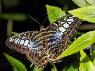 Poster - Schmetterling