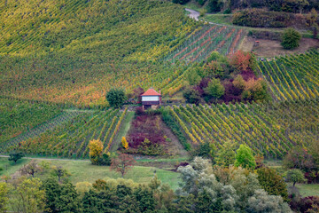 Sticker - Weinberge im Herbst