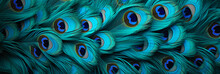 Banner Peacock Feather Background