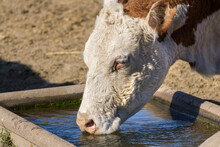 Face Of A Cow Drinking Water In A Water Trough