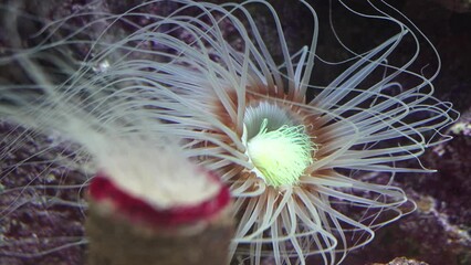 Wall Mural - Sea anemones, sea anemones. coral polyps without a mineral skeleton.