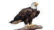 Bald eagle bird on branch isolated white background. AI generated image