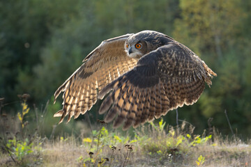 Wall Mural - the great eagle owl (bubo bubo) is a large species of owl in the strigidae family. it is the largest