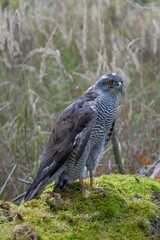Wall Mural - peregrine falcon (falco peregrinus) perched on branch in front of pine trees-shallow depth of field