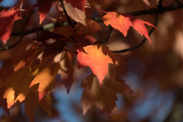 Wall Mural - Red  and orange tones on maple foliage - 11