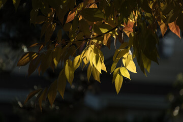 Wall Mural - Golden cherry tree foliage during autumn leaf fall season - 15