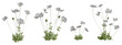 Set of flowers isolated. White anemone. 3D illustration.