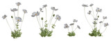 Set of flowers isolated. White anemone. 3D illustration.