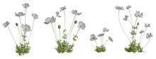 Set Of Flowers Isolated. White Anemone. 3D Illustration.