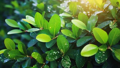 Poster - magic green leaves