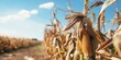 Corn plants wilting and dead in cornfield. Herbicide damage, drought and hot weather concept : Generative AI