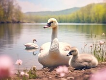 Two Geeses With Gosling On The Shore River In The Springtime. Farm Animals In Water : Generative AI