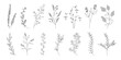 植物のシンプルイラストのセット、野の花、野の葉、ボタニカル、PNG.