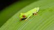 a red-eyed tree frog on a large green leaf at la paz waterfall gardens  in costa rica