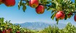 Apple orchard with distant mountains