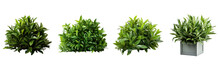 Sweet Box (Sarcococca) Bush Form Object Isolated Png.