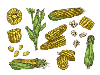 Wall Mural - Hand drawn corn. Vintage ear of sweetcorn sketch, corn cobs, grains and popcorn vector illustration set