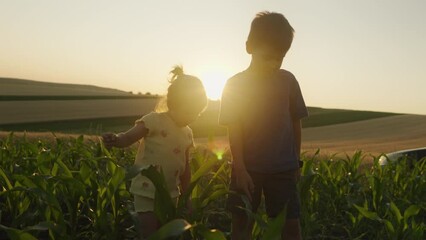 Wall Mural - Brother with his little sister standing in the middle of the cornfield at sunset.