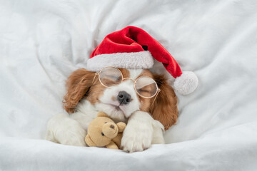 Poster - Cozy Cavalier King Charles Spaniel puppy wearing eyeglasses and red santa hat sleeps and hugs toy bear under white blanket at home. Top down view. Empty space for text
