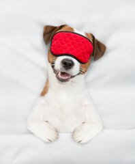 Poster - Jack russell terrier puppy wearing sleeping mask sleeps on a bed at home. Top down view