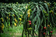 Dragon fruit trees in a garden waiting to be harvested on agriculturist farm in Asia Dragon fruit garden in Thailand Natural outdoor orchard.