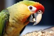 a parrot nibbling on a bird treat