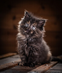 Wall Mural - Cute fluffy kitten posing for the camera.