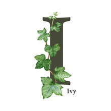 Capital Letter I With Ivy Leaf Decor. Watercolor Illustration. Forest Nature ABC Alphabet Font Element. Wildlife Nature Alphabet Letter I Decorated Green Ivy Stem. White Background