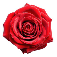Red Rose Blossom Isolated On Transparent Background,transparency 