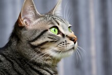 Side View Of A Gray Tabby Cat With Green Eyes