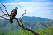 Lone Eagle Perched On A High Branch, Overlooking A Valley