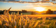 paysage de campagne dans un champ de blé au levé du soleil