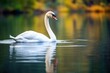 a single white swan floating on a lake