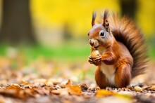A Close-up Of A Squirrel Eating Nuts In A Park
