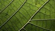 © Cloudyew - A detailed cross-section of a leaf's structure
