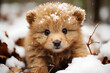A background image for creative Christmas content, featuring an adorable newborn puppy experiencing its first playtime in a snow-covered wonderland. Photorealistic illustration