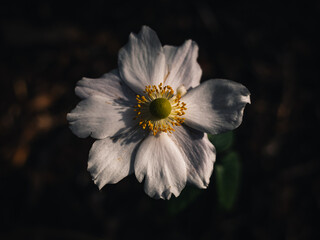 Close up of a white flower