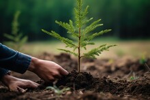 The Concept Of A New Life - We Plant Seedlings