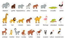Set Of Cute African Animals With Names In Cartoon Style On White Background.