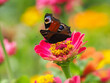 Schmetterling (Tagpfauenauge) im Blumenbeet auf der Zinnie