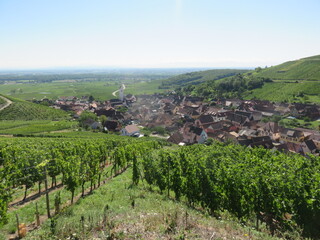 Canvas Print - Château de Wineck, vignoble de Katzenthal, Haut-Rhin, Alsace, France, Route des vins d'Alsace