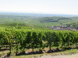 Fototapeta Sypialnia - , vignoble de Katzenthal, Haut-Rhin, Alsace, France, Route des vins d'Alsace